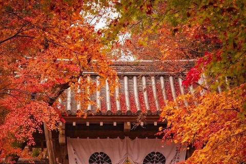 Nikko: Kegon Falls, Chuzenji, Shinkyo Bridge, Toshogu Temple In Luxury Velfire Nikko Private Customized Tour