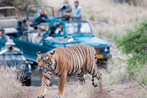 Visita guiada privada al Parque Nacional de Ranthambore desde Jaipur