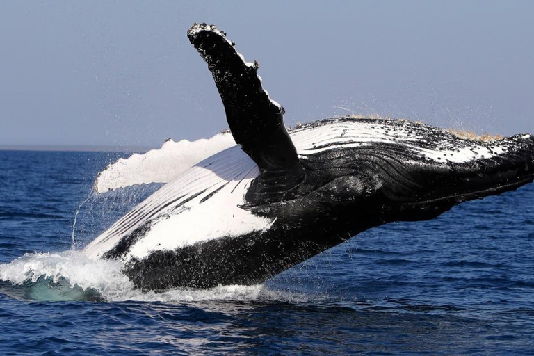 Montreal: Charlevoix, Canyon St-Anne, Whale Watch 2-Day Trip