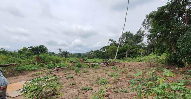 Equatorial Guinea: Mangrove Canoe Ride and Farm Visit | GetYourGuide