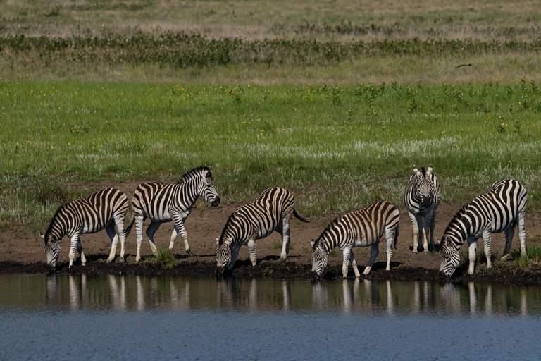 Nairóbi: Parque Nacional, Orfanato de Elefantes e Centro de GirafasParque Nacional, Orfanato de Elefantes e Centro de Girafas