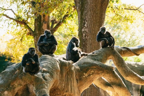 Atlanta: Zoo Atlanta General Admission Ticket