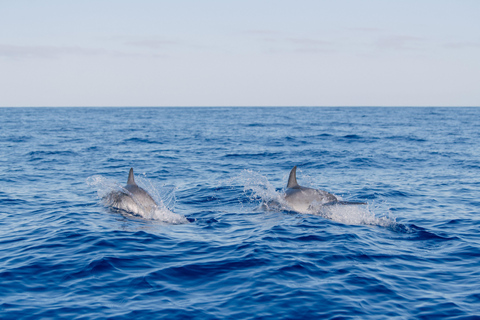 Funchal: Wal- & Delfinbeobachtungs-Tour per Schnellboot