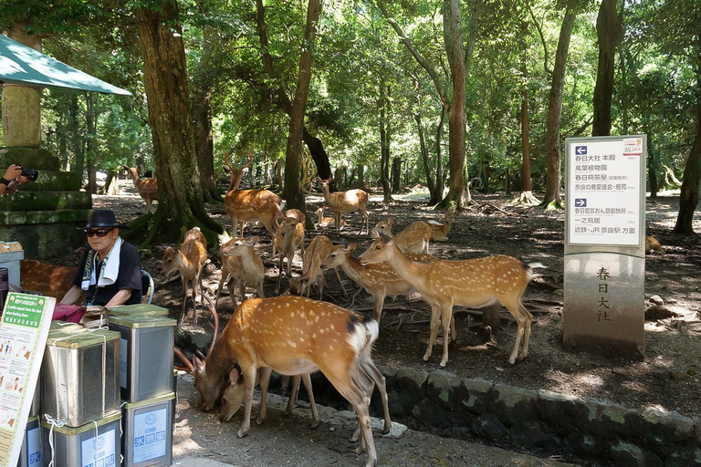 Nara: Tour a pie de medio día por el Patrimonio de la UNESCO y la Cultura Local