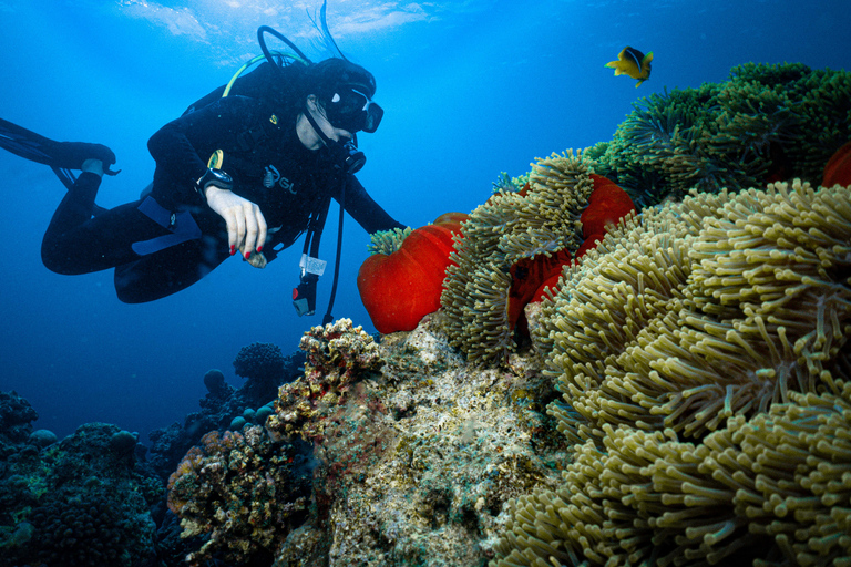 Jeddah: Red Sea Snorkeling and Diving Yacht Trip Diving