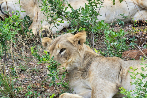 Chobe National Park Day Trip from Livingstone & Vic Falls