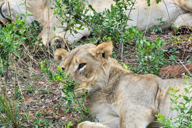 Chobe National Park Day Trip from Livingstone & Vic Falls