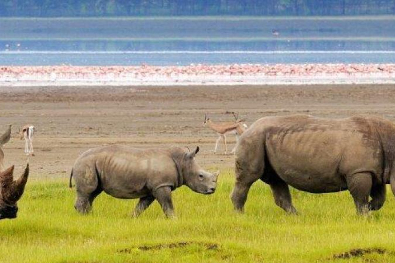 Nairobi:1-Day Lake Nakuru Flamingos & Rhino Sanctuary Safari