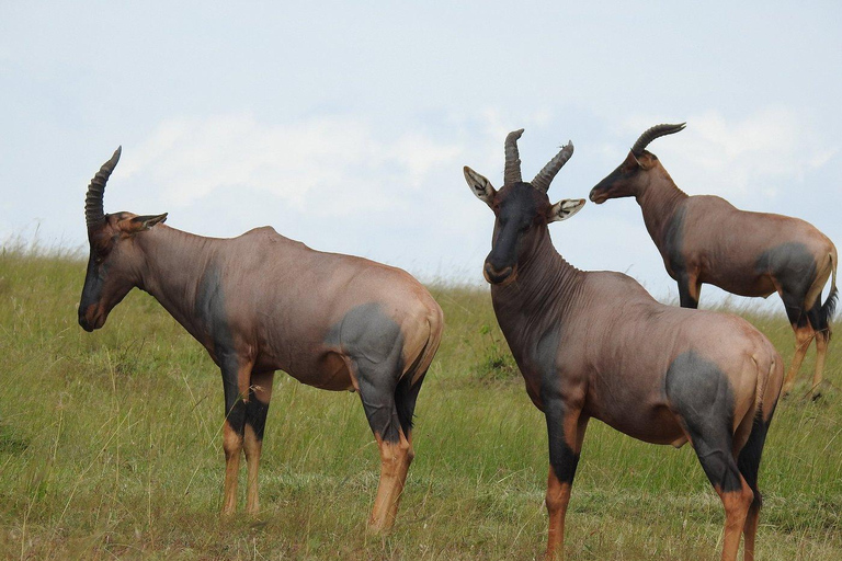 3-tägige Serengeti-Nationalpark-Safari