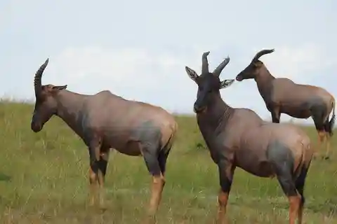 Safari de 3 días por el Parque Nacional del Serengeti