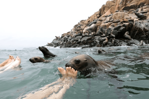 Lima: Palomino Islands Private Tour & Sea Lions + Pick-Up