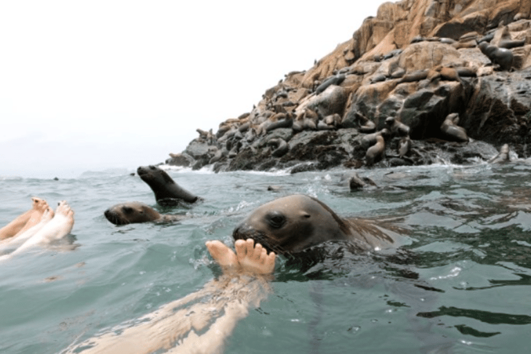Lima: Palomino Islands Private Tour & Sea Lions + Pick-Up