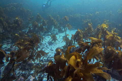 Bergen: Guided Dive Tour- All inclusive