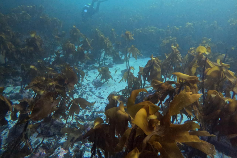 Bergen: Guided Dive Tour- All inclusive