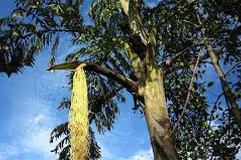 Uit Ella : Toddy (Kithul Raa) ervaring in Ella&#039;s Village