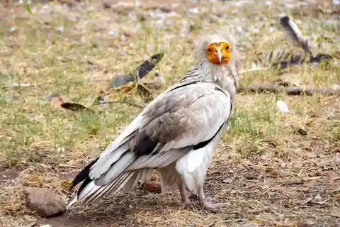 Safari Serenity:Explora o Parque Nacional de Tarangire num dia