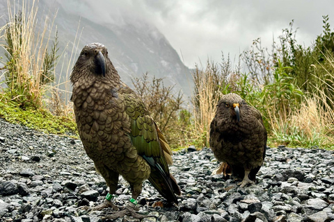 Queenstown a Te Anau via Milford Sound, incluindo cruzeiro e almoçoDe Queenstown a Te Anau via Milford Sound, incluindo cruzeiro e almoço