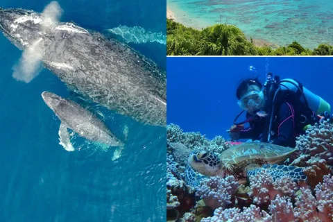 Okinawa: Kerama, Ilha Tokashiki e excursão de observação de baleias