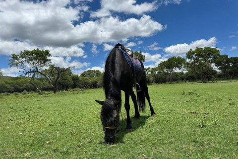 Au départ de Johannesburg : Safari à cheval