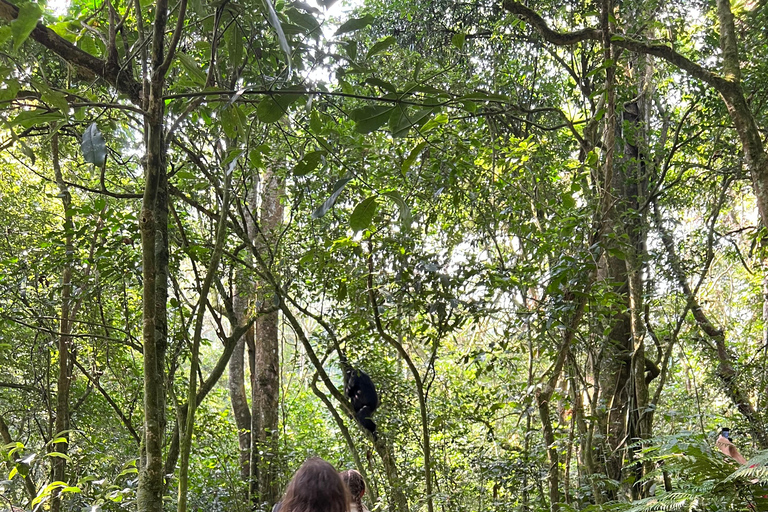 Excursion d&#039;une journée au lac Bunyonyi et dans la forêt de Kalinzu pour un trekking avec les chimpanzés