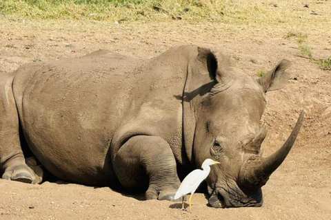 Nairobi National Park&Elephant Orphanage&Giraffe Centre Tour