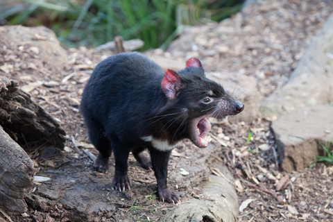 Desde Hobart Excursión de un día al monte Field, al monte Wellington y a la fauna salvaje