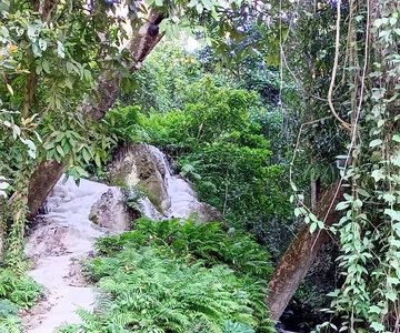 Chiang Mai: Sticky Waterfall Half day tour