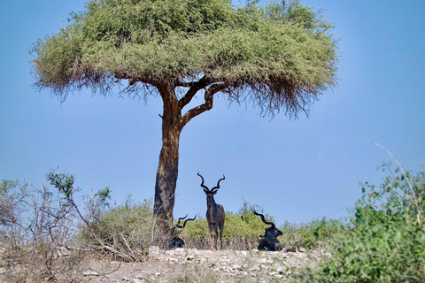Excursión de un día a Chobe