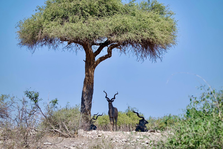 Excursión de un día a Chobe