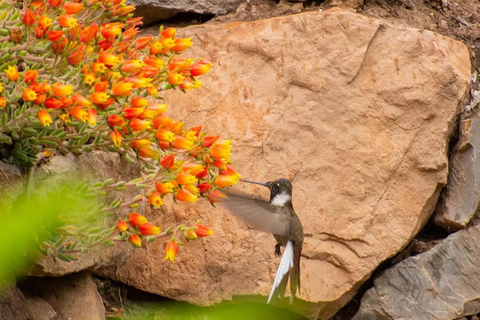 Birdwatching in Cusco || Tour Hummingbirds Observatory ||Cusco Birdwatching | Sacred Garden Hummingbirds Observatory