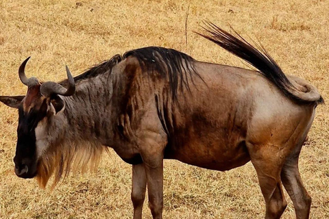 Arusha : Safari de 3 jours à Tarangire, Lac Manyara et Ngorongoro