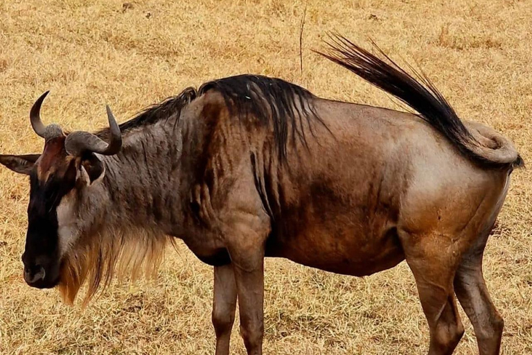 Arusha: 3-tägige Safari nach Tarangire, Lake Manyara und Ngorongoro