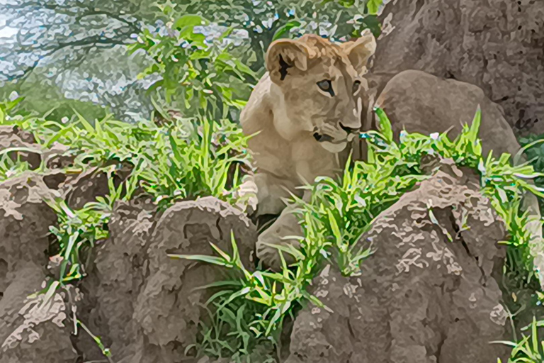 5 DÍAS DE SAFARI. TARANGIRE, SERENGETI, NGORONGORO Y MANYARA