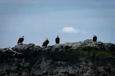 Ketchikan: Lighthouse, Totems & Eagles Excursion