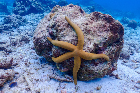 Au départ de Phuket : Excursion en bateau rapide pour la plongée en apnée dans les îles Similan