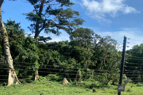 Ngamba Island Chimpanzee, Entebbe and Victoria Tour