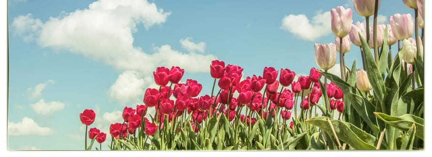 Amsterdam : Tour des tulipes en hélicoptère privé depuis l'héliport AMS