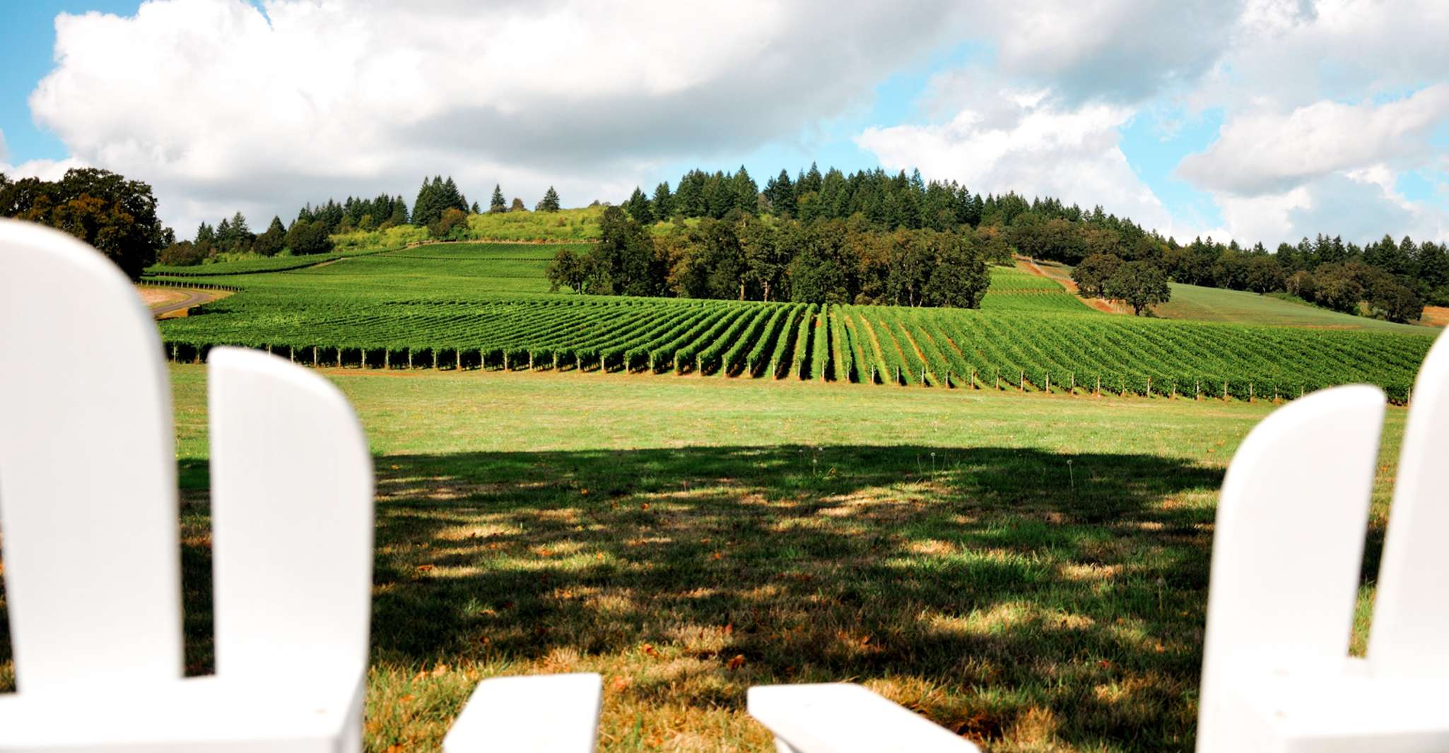 Willamette Valley Wine Tour (Tasse di degustazione incluse) - Hizvo