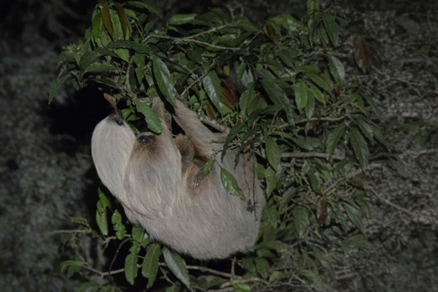 Monteverde: Night Walk at Finca Lantana by the Owners