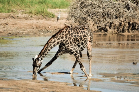 7-Day Best of Tanzania Luxury Wildlife Safari