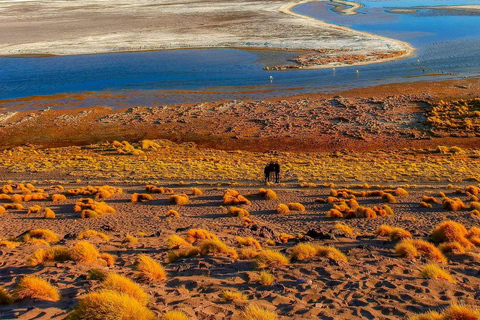 Från La Paz: Uyuni Salt Flats 5-dagars tur