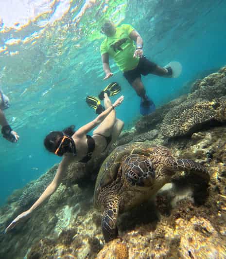 Dumaguete: esnórquel con tortugas en Apo Island con traslado privado