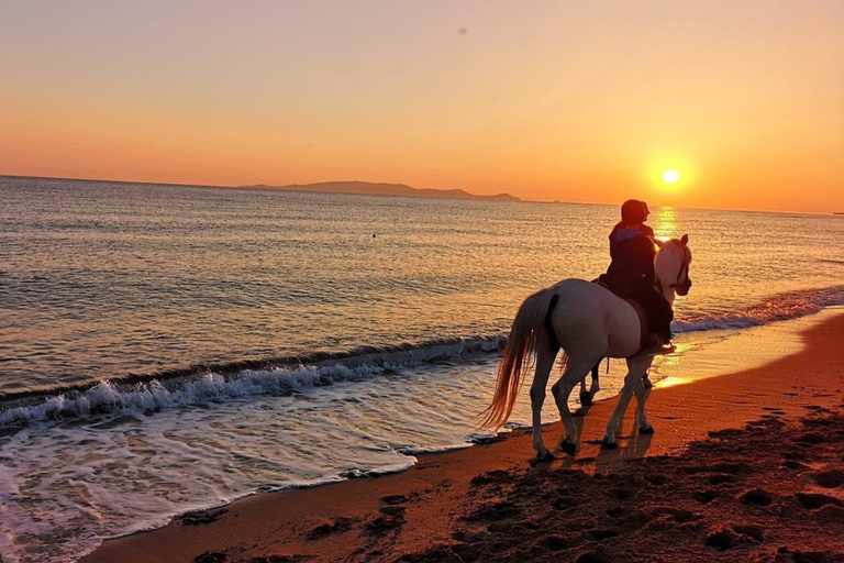 From Thessaloniki: Kallithea Beach Horseback Riding Horse Beach