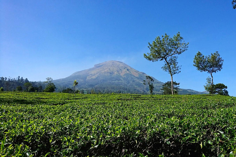 From Yogyakarta: Dieng Tour, Golden Sunrise &amp; Tea Plantation