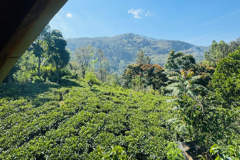 ELLA : Tea-Making Experience Tour with Tasting and Snacks