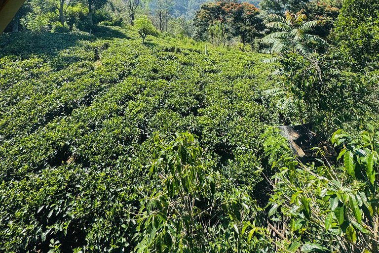 ELLA : Tea-Making Experience Tour with Tasting and Snacks