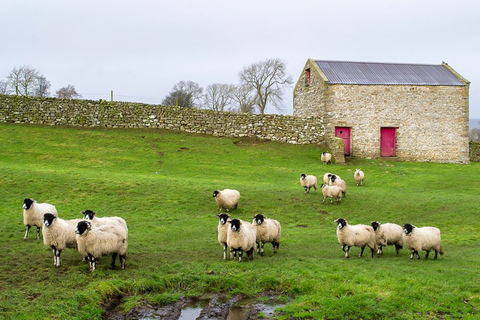 Recorrido por los valles de Yorkshire desde YorkTour de los Yorkshire Dales desde York