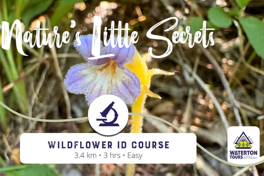 Waterton: Workshop zur Bestimmung von Wildblumen. Foto: GetYourGuide