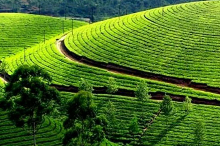 Kandy: Nuwara Eliya, Ambewela Drop Tour & Ella Train journey Kandy: Nuwara Eliya, Ambewela Drop Tour by car or van