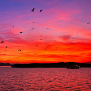 From Labuan Bajo: Half-Day Boat Tour & Flying Fox Sunset